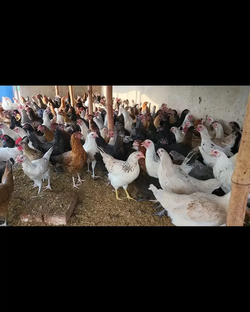 Golden Misri hens / Golden misri murghi / Egg Laying hens