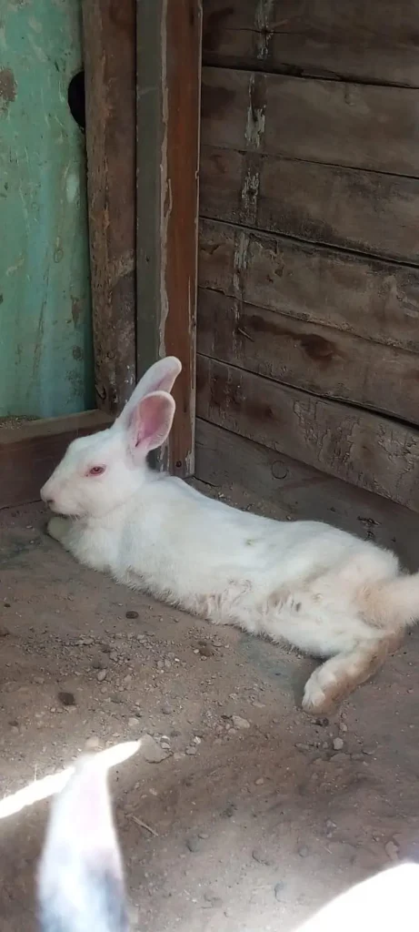 اعلیٰ کوالٹی کا نر خرگوش برائے فروخت